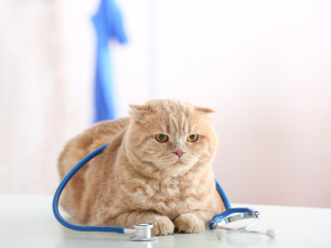 Higiene y bioseguridad en clínicas veterinarias